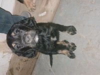 2 adet dişi yavru köpeğimiz