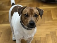 Oğlumuza gelin arıyoruz çiftleştirme jack russell
