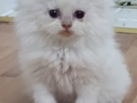golden british AY point longhair