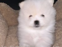 Pomeranian boo orjinal
