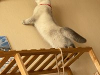 6 aylık dişi scottish fold