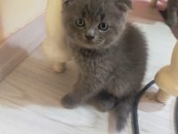 3 Tane Safkan Scottish Fold