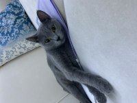 Yurt dışına yerleşme sebebiyle british shorthair