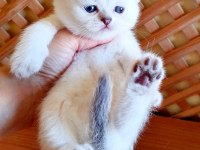 Mükemmel british shorthair bebişler