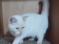 UYSAL BRİTİSH SHORTHAİR KEDİMİZ