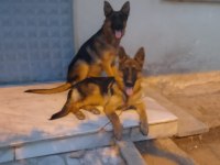 Sevgine zamanına emeğine değecek yavru alman kurdu