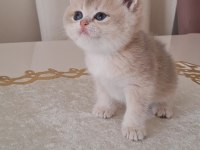 Golden british shorthair bebekler