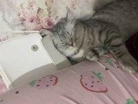 Evcil cins kedimiz