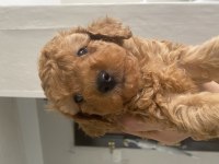 Toy poodle erkek
