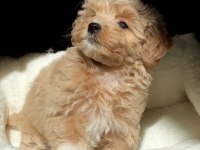 Kore Maltipoo Yavruları