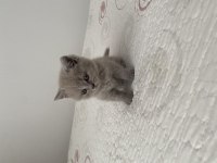 Dişi British Shorthair Dünyalar Tatlısı 2 Aylık