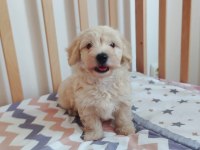 Erkek Maltipoo Yavrumuz