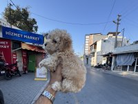 A Kalite Kore Maltipoo Yavrularımız