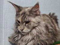 Maine coon bebekler