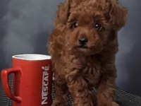 Evde doğup büyüyen toy poodle