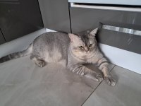 Scottish Straight Grey Point