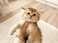 British shorthair yavruları teslime hazir