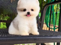 Taecup 2 adet Dişi pomeranian