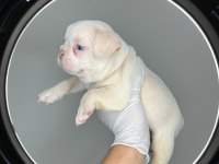 TÜRKİYENİN EN İYİ FRENCH BULLDOG YAVRULARINDAN