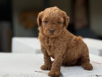Kore Kan Toypoodle