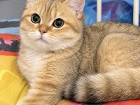 British Shorthair Golden Ny24 Erkek 4 Aylık Yavrumuz