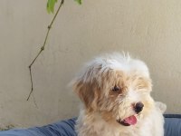 Maltes terrier