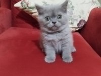 Safkan british yavrularımız