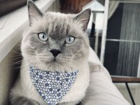 Blue Point 4 Yaşında Erkek Kedimiz