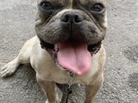 1 Yaşında French Bulldog Yuvasını Arıyor