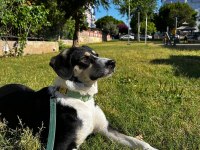 Sevimli Dostumuz Köpeğimize Acil Yuva Arıyoruz
