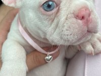 Egzotik french bulldog iyisinin iyisi platinyum dişi