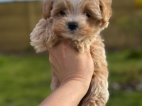 Korean maltipoo ırk garantili
