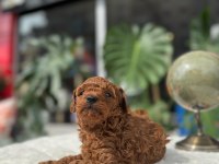 SAĞLIK VE IRK GARANTİLİ TOY POODLE