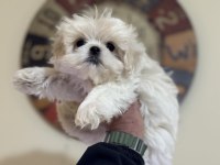 Show kalite maltese terrier yavrularımız