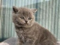 Safkan British Shorthair
