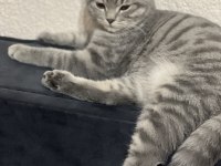 Erkek kedimiz 5 aylıktır