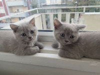 BRİTİSH SHORTHAİR 2.5 AYLIK EĞİTİMLİ