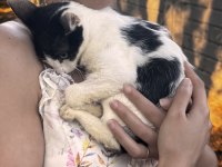 Üç Aylık Smokin Kedimiz Yuva Aranıyor