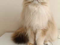 Karizmatik British longhair oğlum köfte