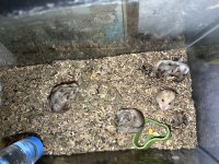 Gonzales Hamster hepsi dişi
