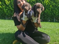 Çikolata labrador yavrularım