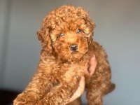 Toy Poodle Yavrularımız Ömürlük Aileleri Bekliyor
