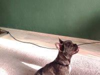 French Bulldog Blue