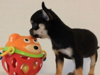 Chihuahua bebekler