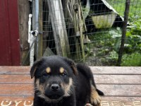 3,5 aylık yavru rottweiler