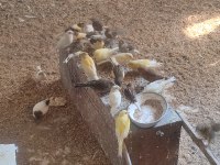 Uygun Fiyata Kanarya İsteyene Toplu Da Verilebilir