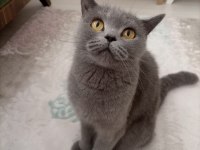 British Shorthair cazip fiyata ACİL Yuva Arıyoruz