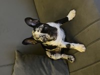 Black merle ten french bulldog