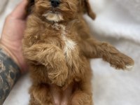 MALTİPOO YAVRULAR