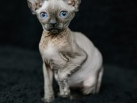 Erkek yavru sphynx kedimiz
